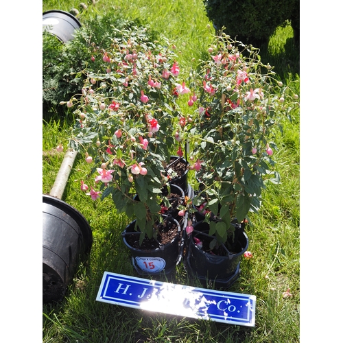 Lot 15        
