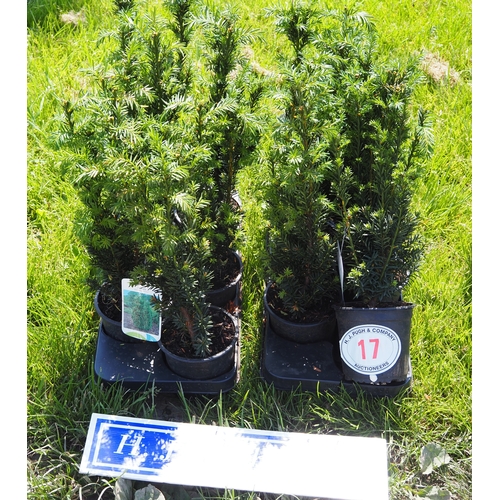 Lot 17        