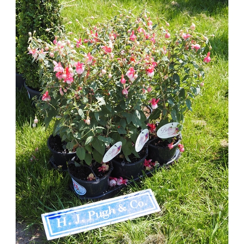 Lot 20        