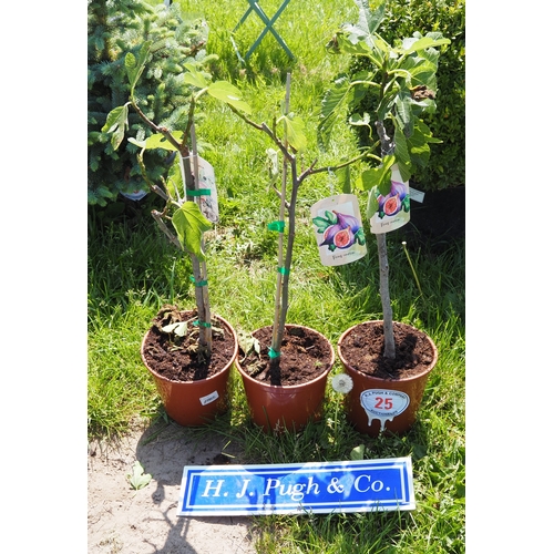 Lot 25        