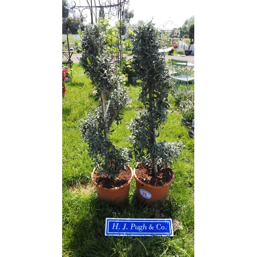 Lot 29        