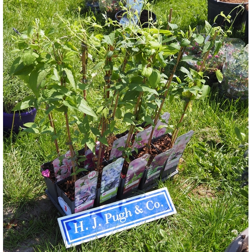 Lot 3         