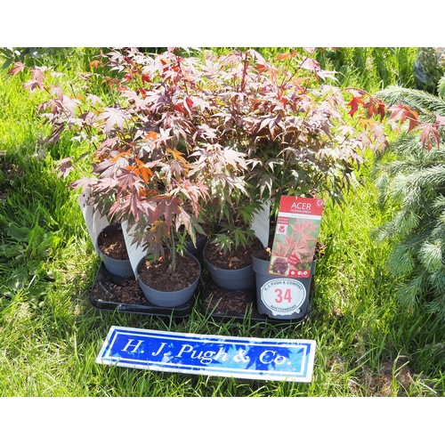 Lot 34        