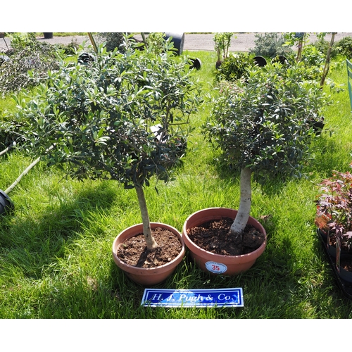 Lot 35        