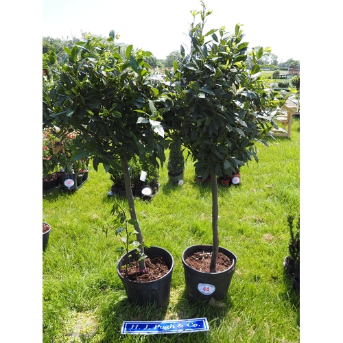 Lot 44        