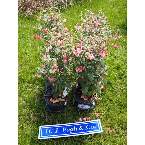Lot 45        