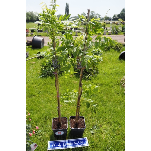 Lot 48        