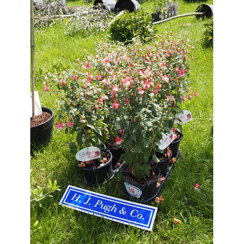 Lot 49        
