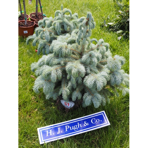 Christmas trees 2ft - 2