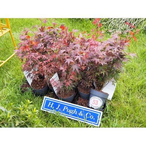Lot 53        