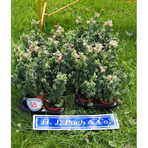 Lot 55        