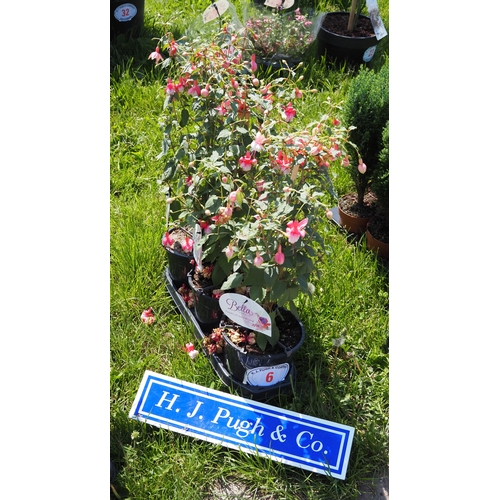 Lot 6         