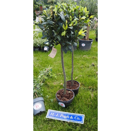 Lot 60        
