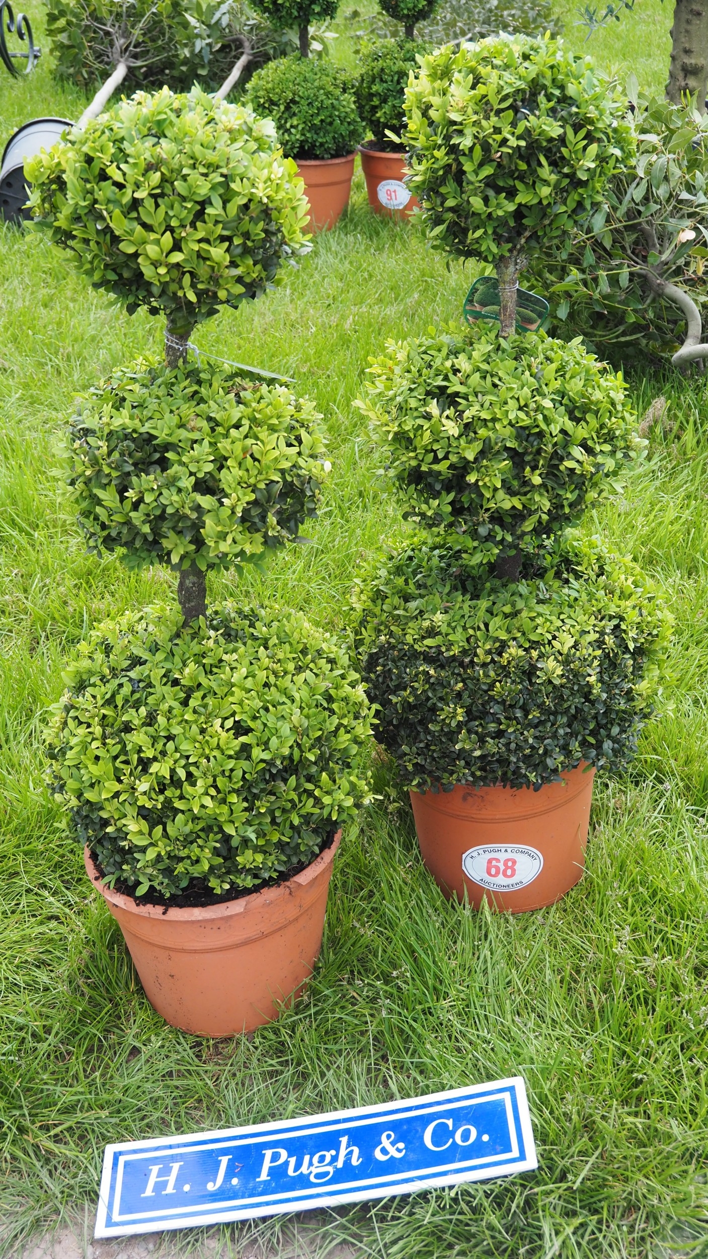Buxus pom pom trees 4ft - 2