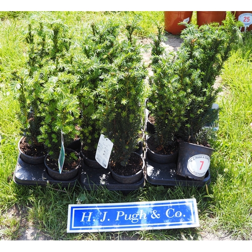 Lot 7         