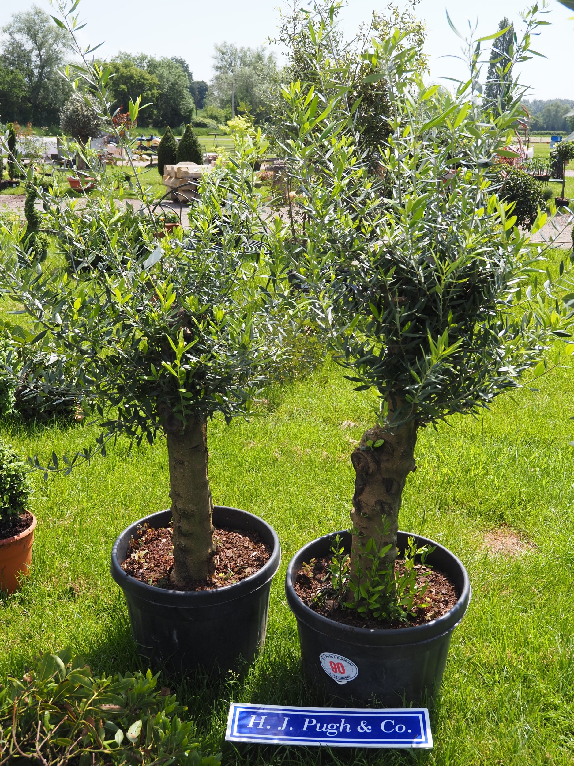 Standard Olive trees 3ft - 2