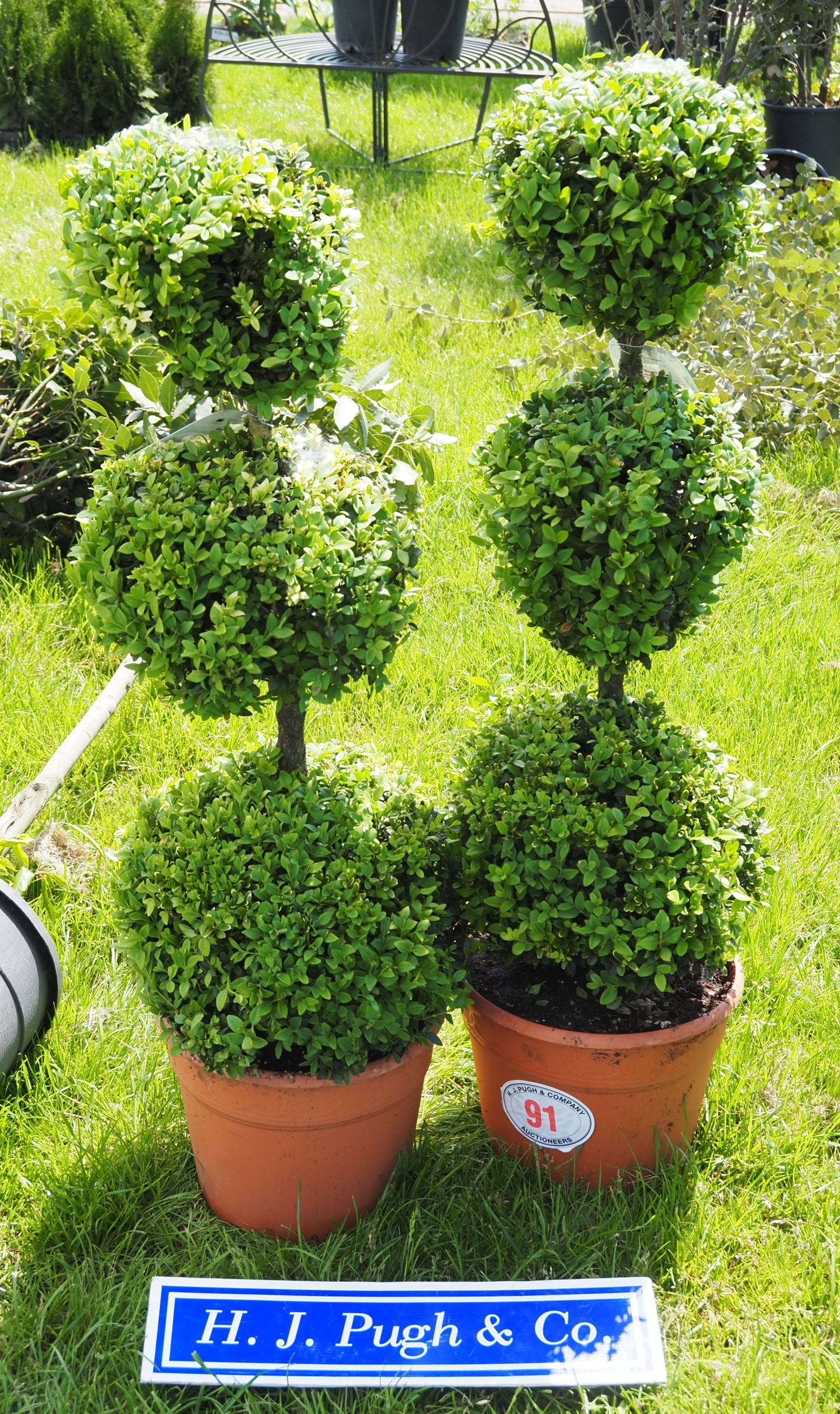Buxus pom pom trees 3ft - 2