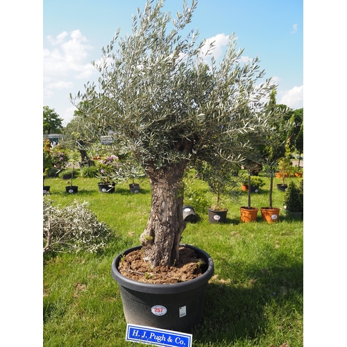 Ancient Olive tree 8ft - 1