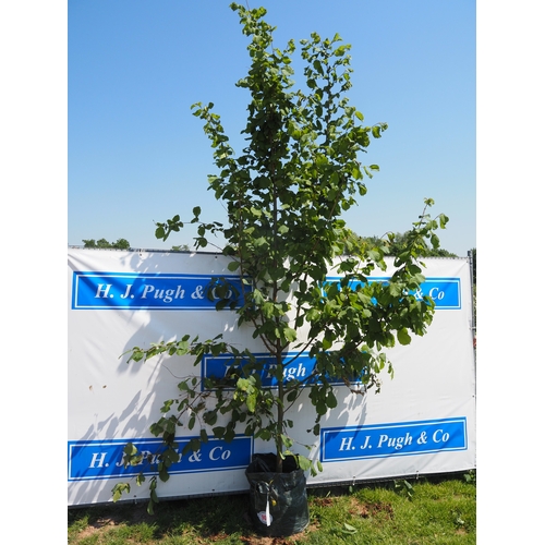 Lot 901       