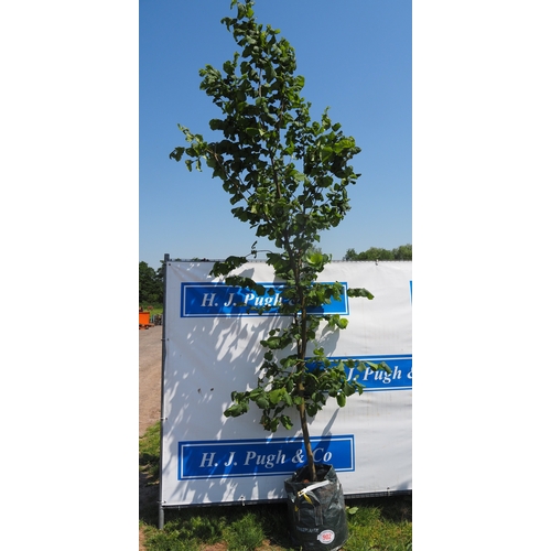 Lot 902       