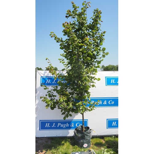 Lot 903       