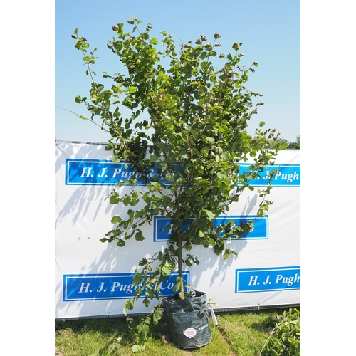Lot 904       