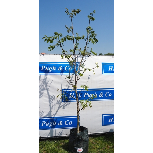 Lot 905       