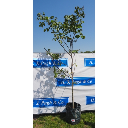Lot 906       