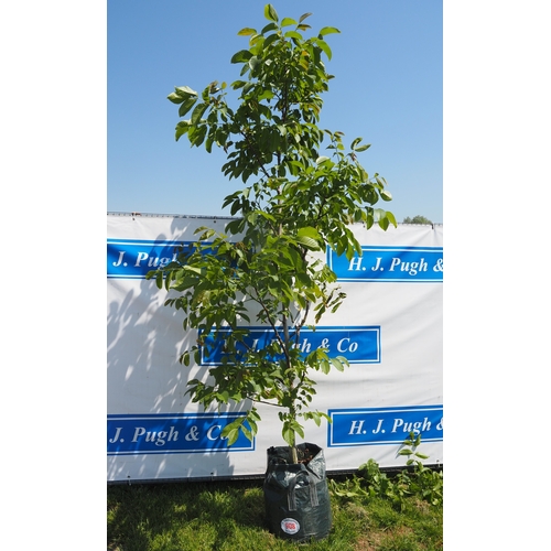 Lot 908       