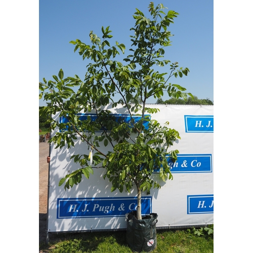 Lot 909       