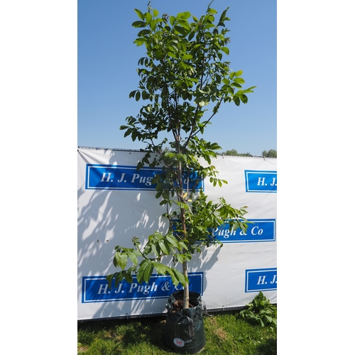 Lot 910       