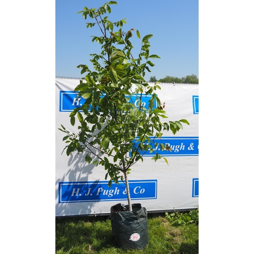 Lot 912       