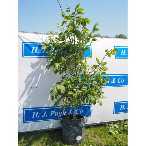 Lot 913       