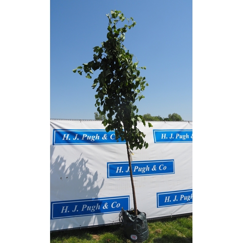 Lot 915       