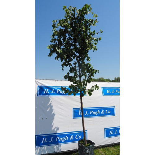 Lot 916       