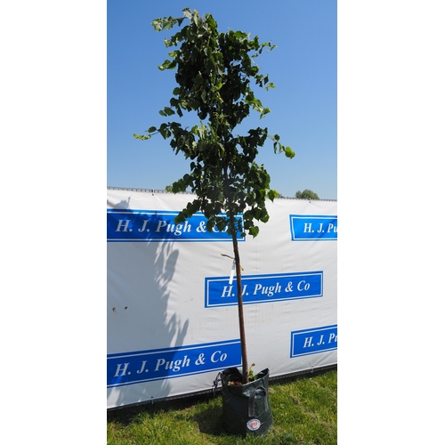 Lot 917       