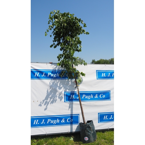 Lot 919       