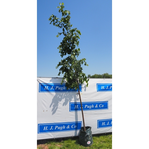 Lot 920       