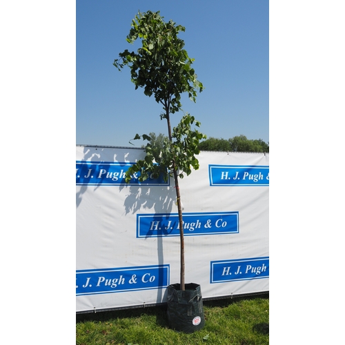 Lot 921       