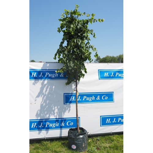 Lot 922       