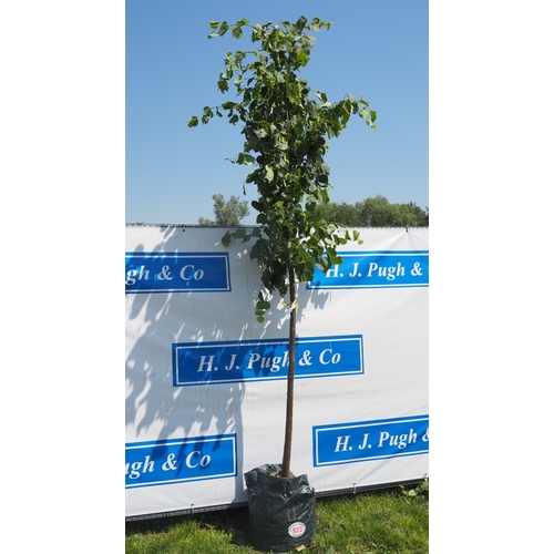 Lot 923       
