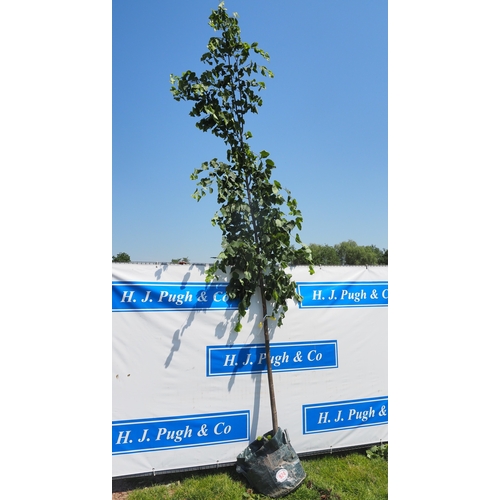 Lot 924       