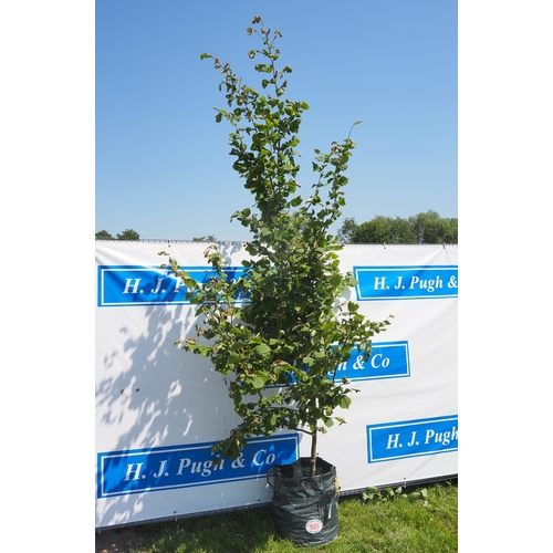 Lot 925       