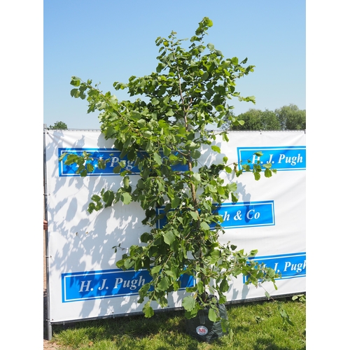 Lot 926       