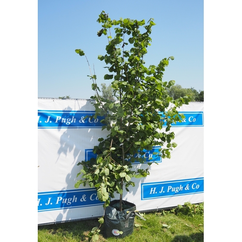 Lot 927       