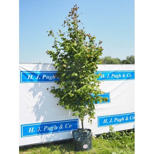 Lot 928       