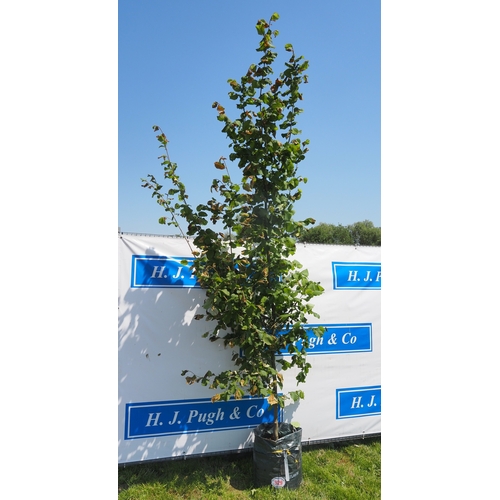 Lot 929       
