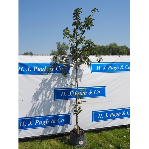 Lot 930       
