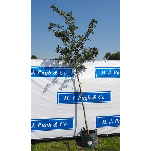 Lot 931       