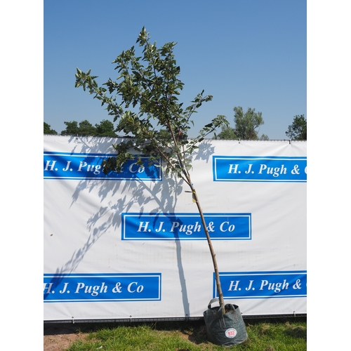 Lot 932       